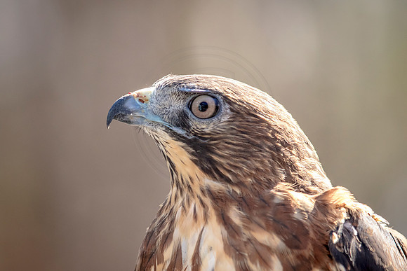 Red Tailed Hawk at Wild Mountain Birds