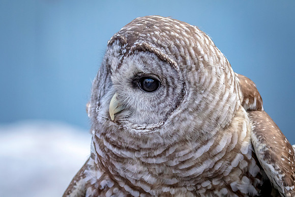 Barred Owl at Wild Mountain Birds