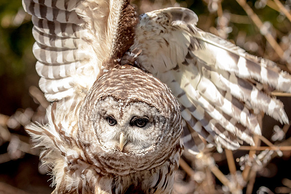 Barred Owl at Wild Mountain Birds