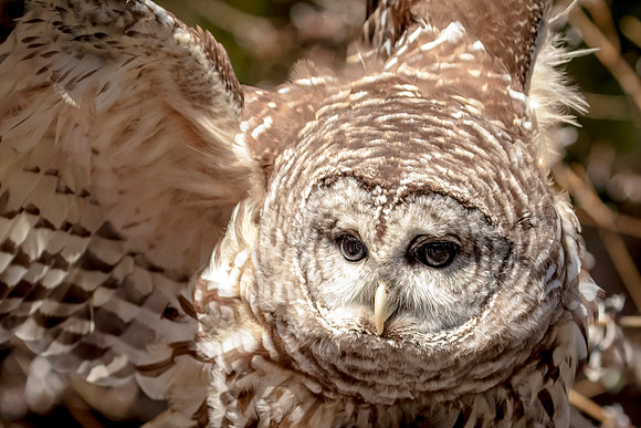 Barred Owl at Wild Mountain Birds
