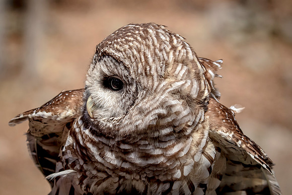 Barred Owl at Wild Mountain Birds