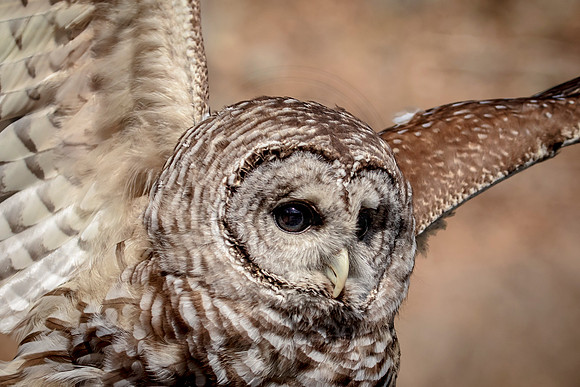 Barred Owl at Wild Mountain Birds