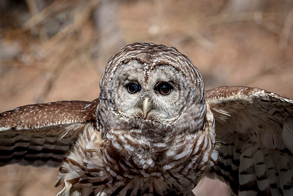 Barred Owl at Wild Mountain Birds