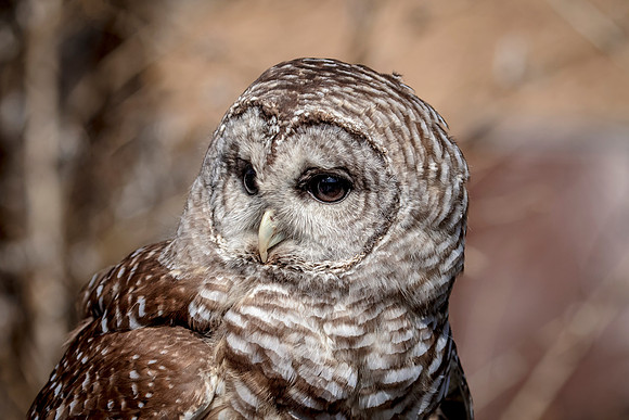 Barred Owl at Wild Mountain Birds