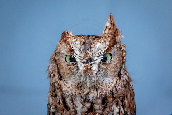 Screech Owl at Wild Mountain Birds