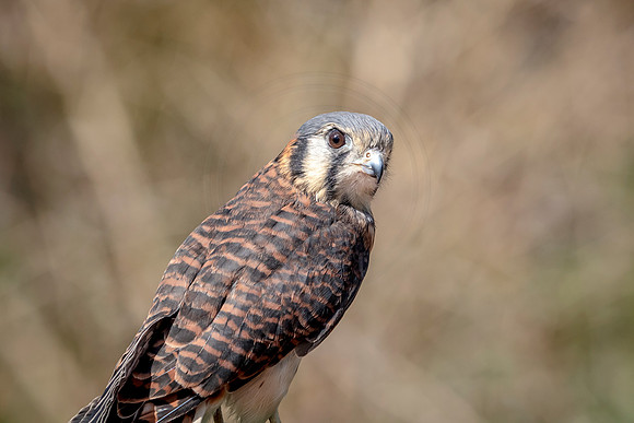 American Kestrel at Wild Mountain Birds
