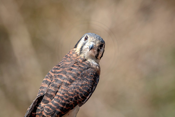 American Kestrel at Wild Mountain Birds