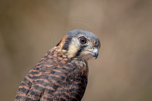 American Kestrel at Wild Mountain Birds