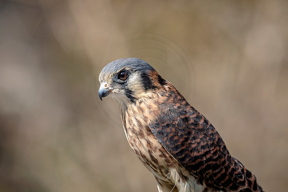 American Kestrel at Wild Mountain Birds
