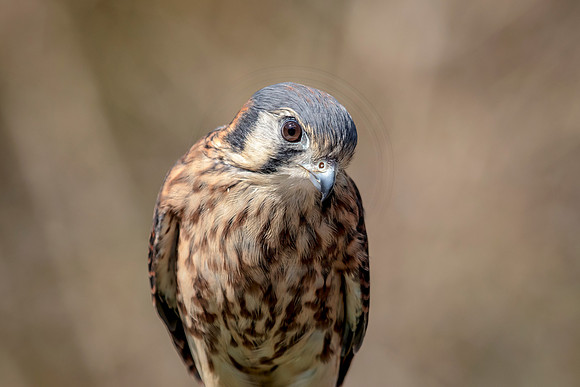American Kestrel at Wild Mountain Birds