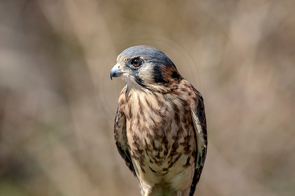American Kestrel at Wild Mountain Birds
