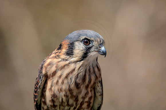 American Kestrel at Wild Mountain Birds