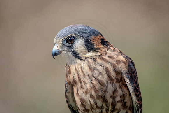 American Kestrel at Wild Mountain Birds