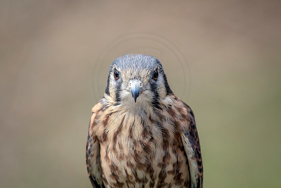 American Kestrel at Wild Mountain Birds