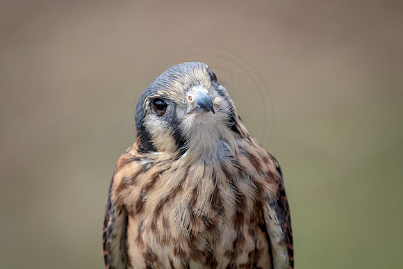 American Kestrel at Wild Mountain Birds