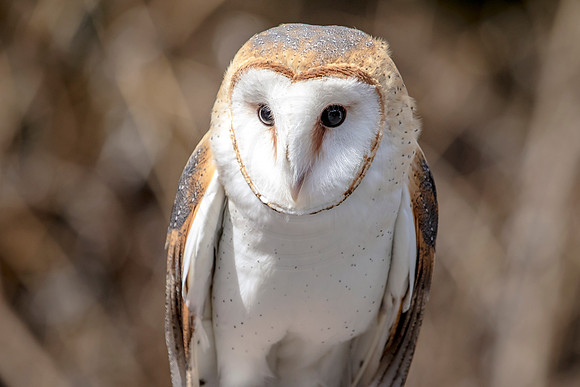 Barn Owl at Wild Mountain Birds