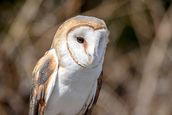 Barn Owl at Wild Mountain Birds