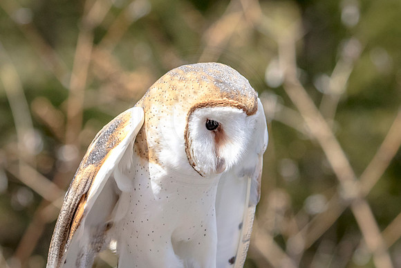 Barn Owl at Wild Mountain Birds