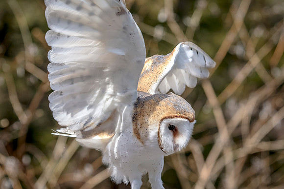 Barn Owl at Wild Mountain Birds