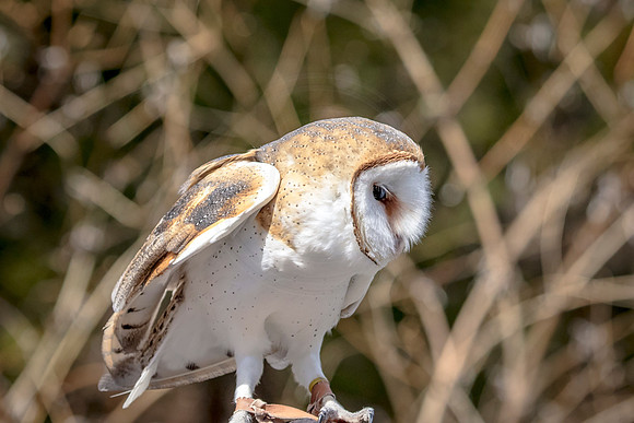 Barn Owl at Wild Mountain Birds