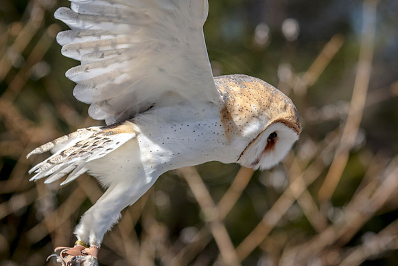 Barn Owl at Wild Mountain Birds