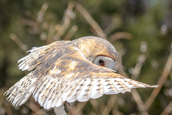 Barn Owl at Wild Mountain Birds