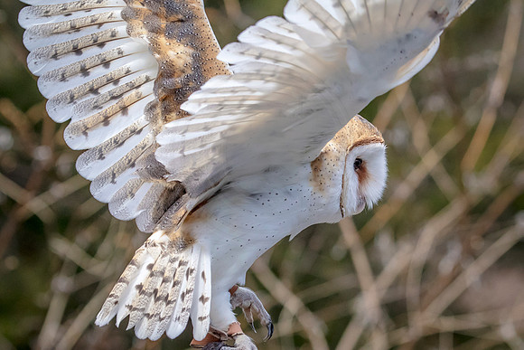 Barn Owl at Wild Mountain Birds