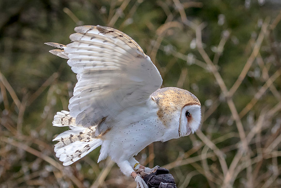 Barn Owl at Wild Mountain Birds