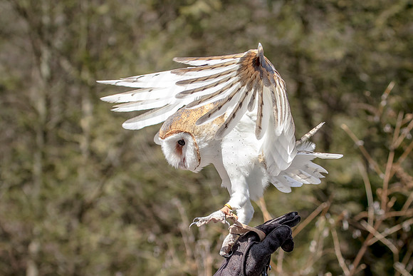 Barn Owl at Wild Mountain Birds