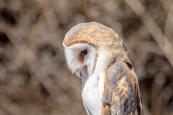 Barn Owl at Wild Mountain Birds