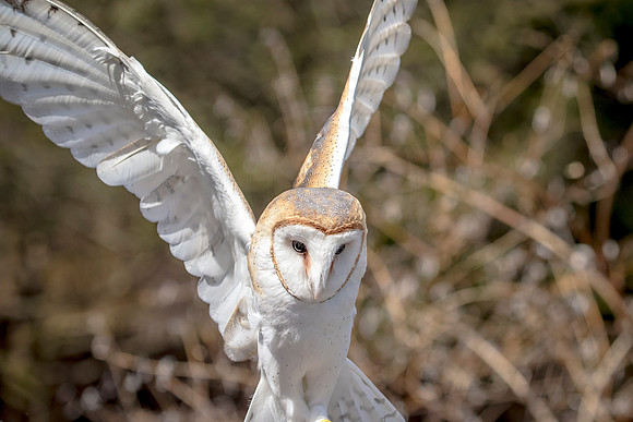 Barn Owl at Wild Mountain Birds