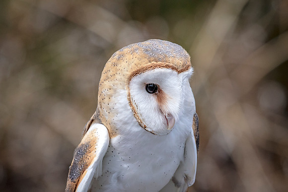 Barn Owl at Wild Mountain Birds