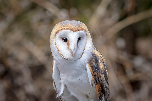 Barn Owl at Wild Mountain Birds