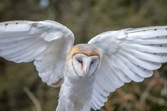 Barn Owl at Wild Mountain Birds