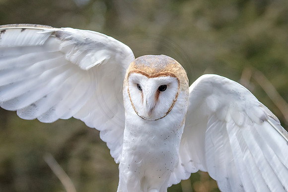 Barn Owl at Wild Mountain Birds