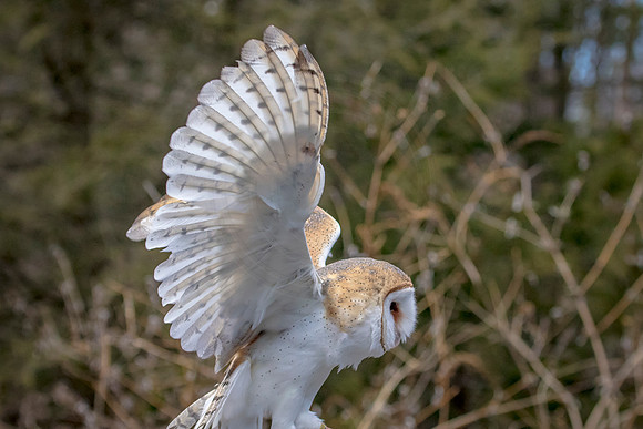 Barn Owl at Wild Mountain Birds