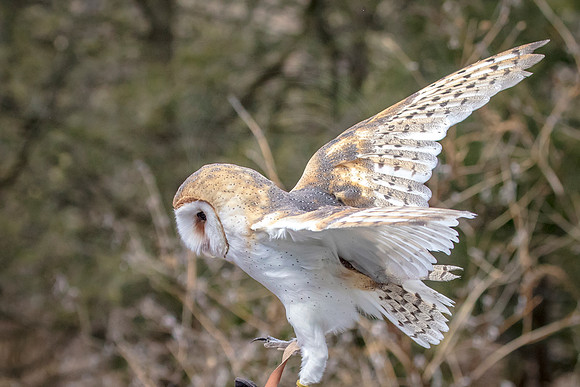 Barn Owl at Wild Mountain Birds