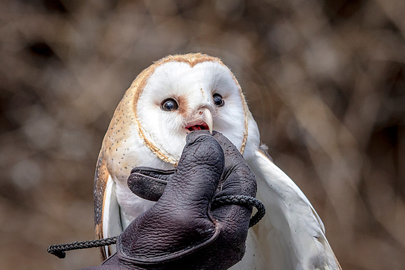 Barn Owl at Wild Mountain Birds
