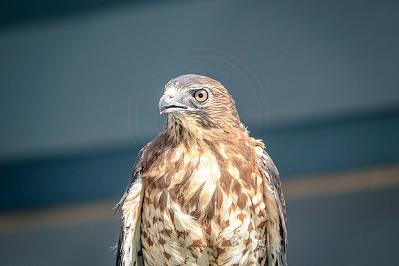 Wild Mountain Birds