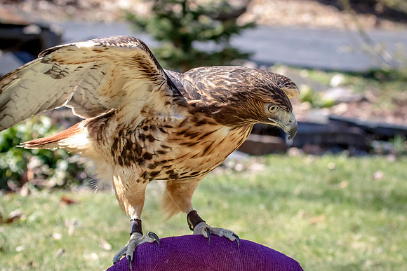 Wild Mountain Birds