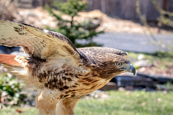 Wild Mountain Birds
