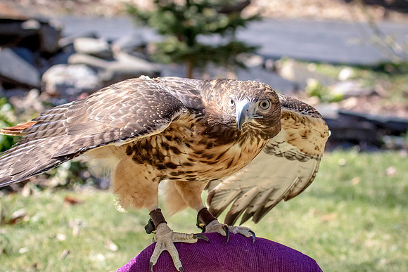 Wild Mountain Birds
