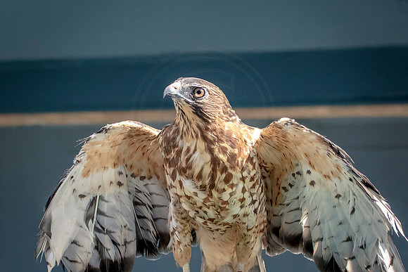 Wild Mountain Birds