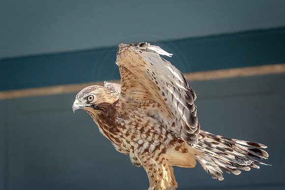 Wild Mountain Birds