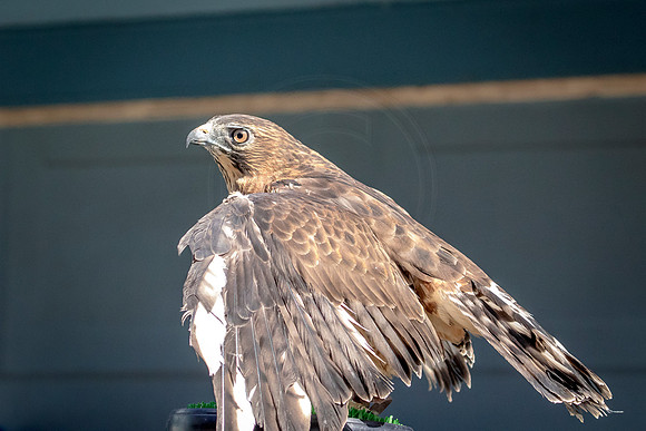 Wild Mountain Birds