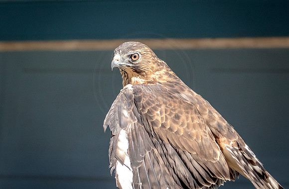 Wild Mountain Birds