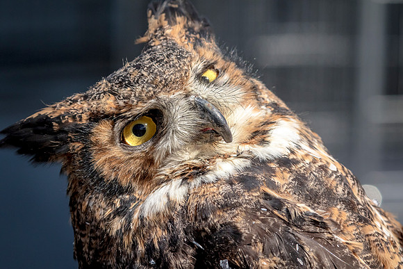 Great Horned Owl at Wild Mountain Birds