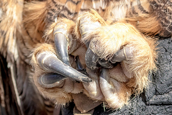 Great Horned Owl at Wild Mountain Birds