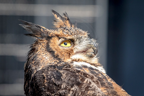 Great Horned Owl at Wild Mountain Birds