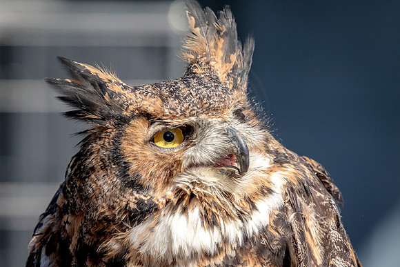 Great Horned Owl at Wild Mountain Birds